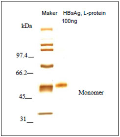 HBV Surface Antigen (HBsAg) L-protein (Recombinant)