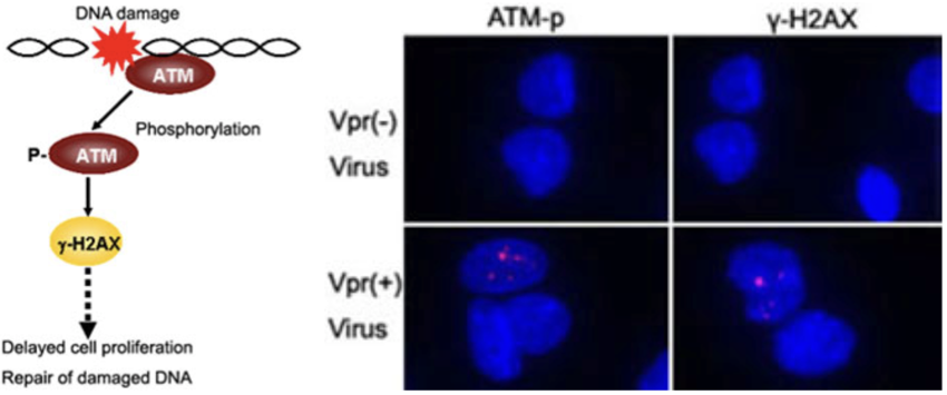 Anti HIV-1 Viral protein R (Vpr) mAb (Clone 8D1)