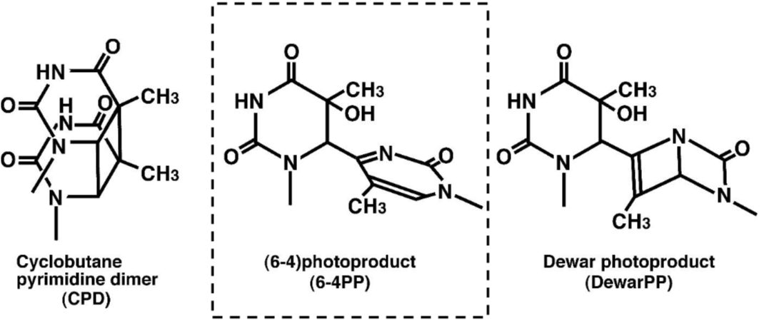 Anti 6-4 Photoproducts (6-4PPs) mAb (Clone 64M-2)