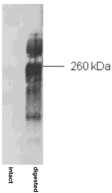 Anti Aggrecan (ACAN) mAb (Clone 5D3)