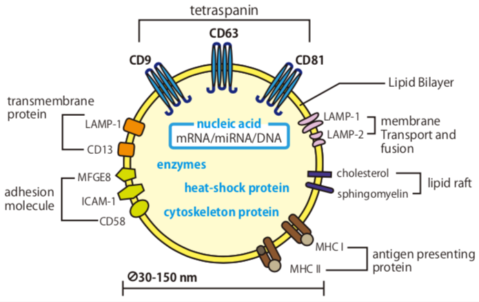 Anti CD9 Antigen (MRP-1/Tspan-29) mAb (Clone 12A12, TF5 Labeled)