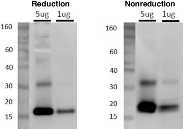 Anti CD81 Antigen (TAPA-1/Tspan-28) mAb (Clone 12C4)