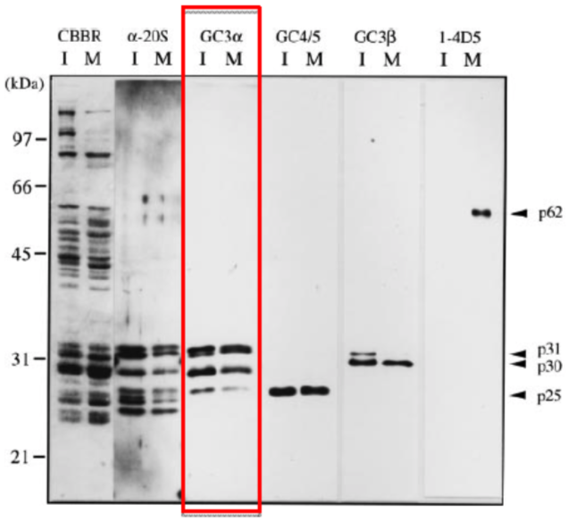 Anti 20S Proteasome mAb (Clone GC3alpha)