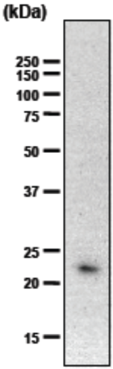 Anti Chondromodulin-I (ChM-I) mAb (Clone hCHM-1)