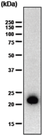 Anti Chondromodulin-I (ChM-I) mAb (Clone hCHM-2)