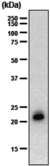 Anti Chondromodulin-I (ChM-I) mAb (Clone hCHM-3)