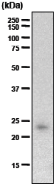 Anti Chondromodulin-I (ChM-I) mAb (Clone hCHM-4)