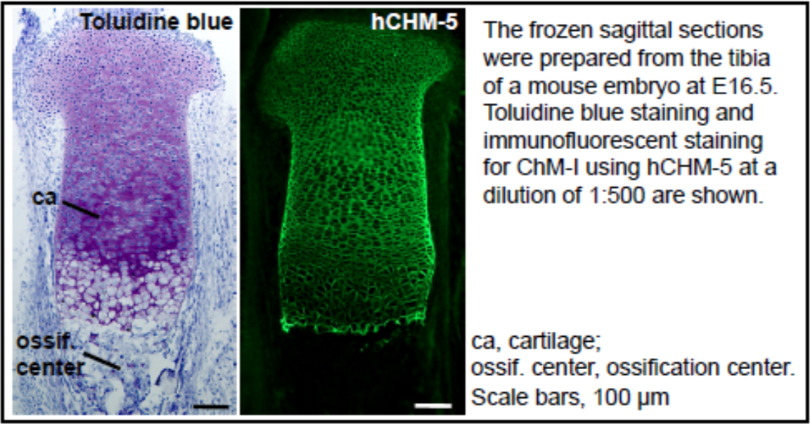 Anti Chondromodulin-I (ChM-I) mAb (Clone hCHM-5)