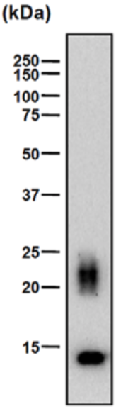 Anti Chondromodulin-I (ChM-I) mAb (Clone bCHM-6)