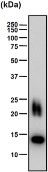 Anti Chondromodulin-I (ChM-I) mAb (Clone bCHM-7)