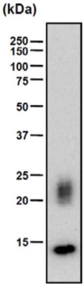 Anti Chondromodulin-I (ChM-I) mAb (Clone bCHM-8)