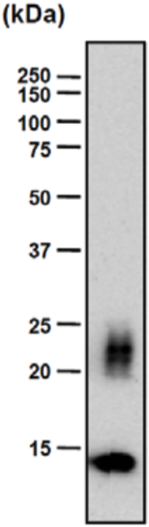 Anti Chondromodulin-I (ChM-I) mAb (Clone bCHM-9)