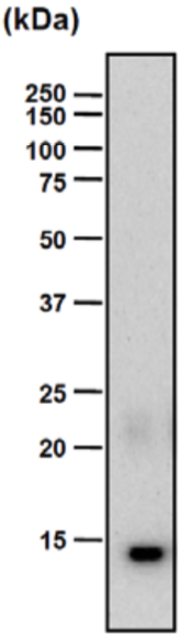 Anti Chondromodulin-I (ChM-I) mAb (Clone bCHM-10)