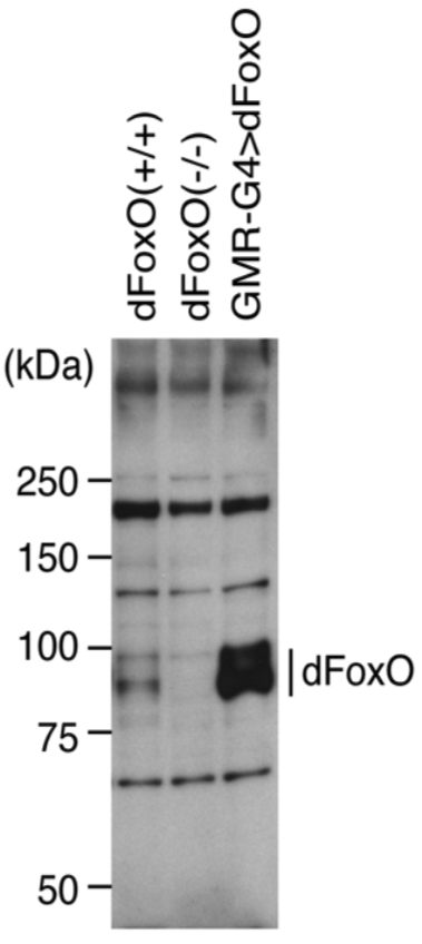 Anti Drosophila Forkhead Box Protein O (dFOXO) pAb (Rabbit, Antiserum)