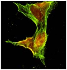 Anti Nucleotide-Binding Oligomerization Domain-Containing Protein 1 (NOD1) pAb (Rabbit, Affinity Purified)