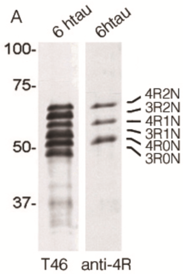 Anti-4R-Tau pAb (Rabbit, Antiserum)