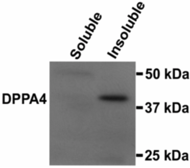 Anti Developmental Pluripotency-Associated Protein 4 (Dppa4) pAb (Rabbit, Ammonium Sulfate Purified)