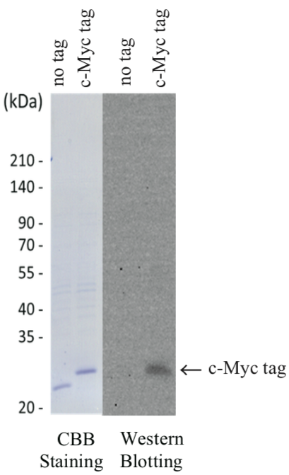 Anti Myc Proto-Oncogene Protein (c-Myc) mAb (Clone 9E10)