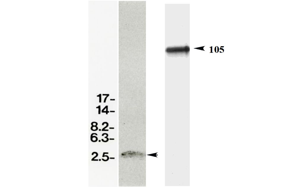 Anti Amyloid-Beta Precursor Protein (APP) mAb (Clone 59)