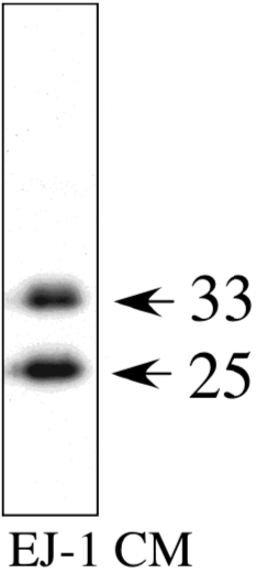 Anti Insulin-Like Growth Factor-Binding Protein 7 (IGFBP-7/IGFBP-rP1) mAb (Clone 88)