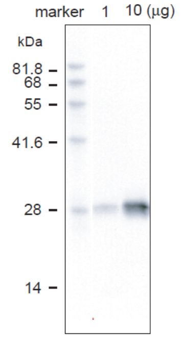 Anti Aquaporin PIP2,7 pAb (Rabbit)