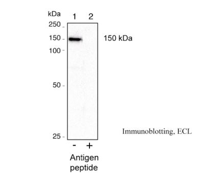 Anti AtPDR8 pAb (Rabbit)