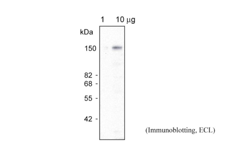 Anti AtMRP1 pAb (Rabbit)