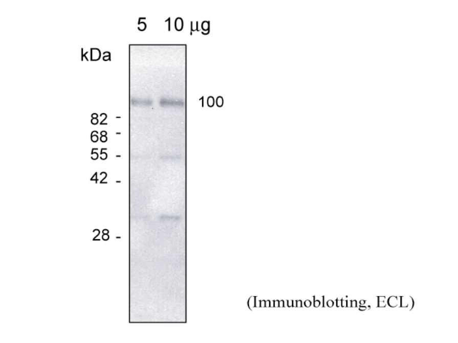 Anti Arabidopsis thaliana Glutamate Receptor 1.3 (At5g48410) pAb (Rabbit)