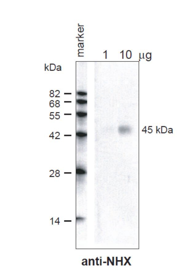 Anti Arabidopsis thaliana Sodium Proton Exchanger Nhx1 pAb (Rabbit)