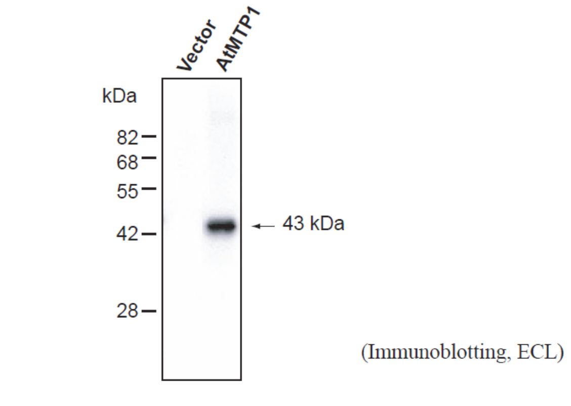 Anti Arabidopsis thaliana Zinc Transporter (AtMTP1) pAb (Rabbit)