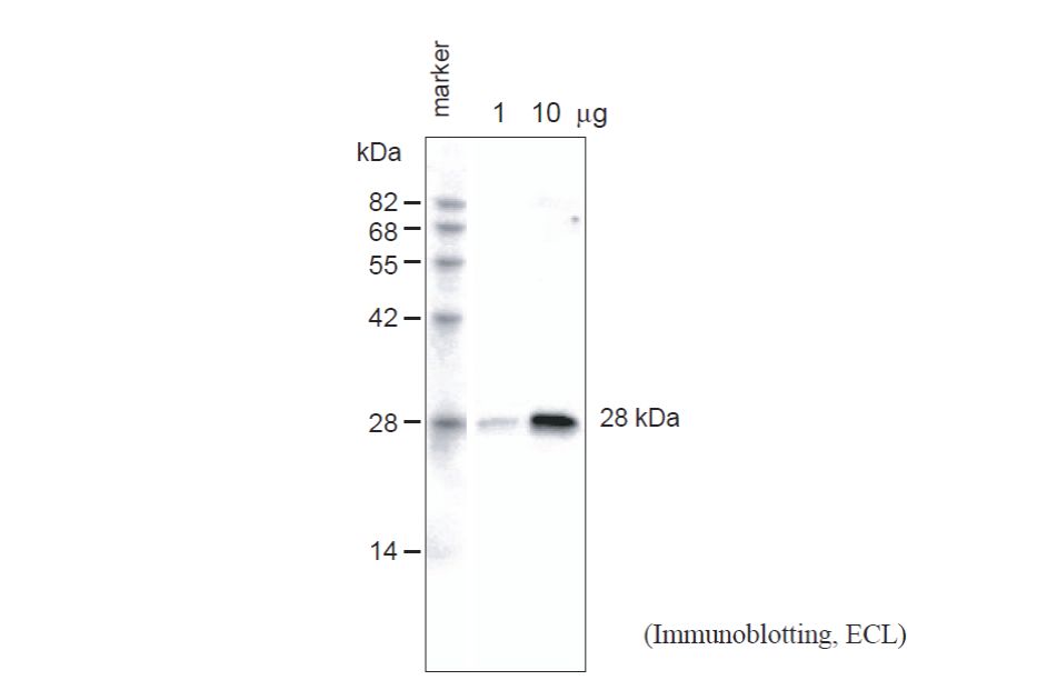 Anti Arabidopsis thaliana Aquaporin PIP1,1, PIP1,2, PIP1,3 pAb (Rabbit)