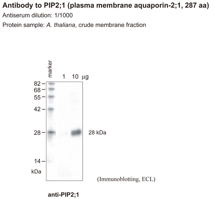 Anti Arabidopsis thaliana Aquaporin PIP2,1 pAb (Rabbit)