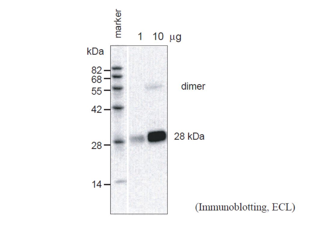 Anti Arabidopsis thaliana Aquaporin PIP2,2 pAb (Rabbit)