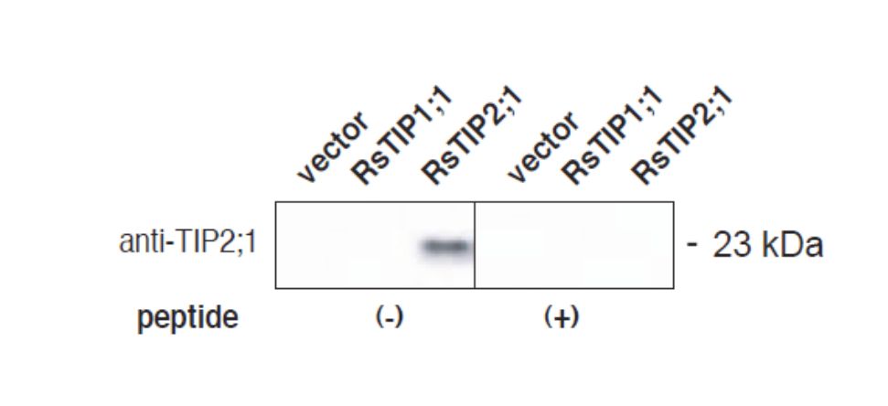 Anti Arabidopsis thaliana Aquaporin TIP2,1 Delta pAb (Rabbit)