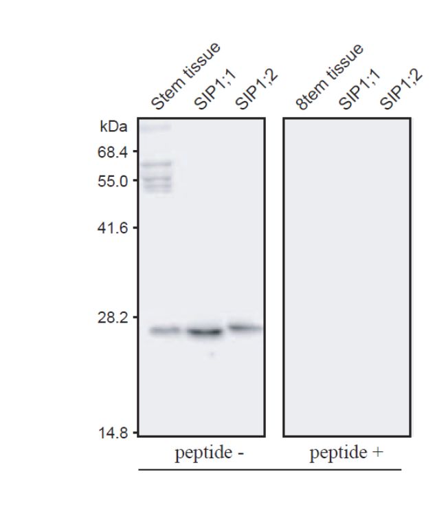 Anti Arabidopsis thaliana Aquaporin SIP1-1 (AtSIP1,1) pAb (Rabbit)