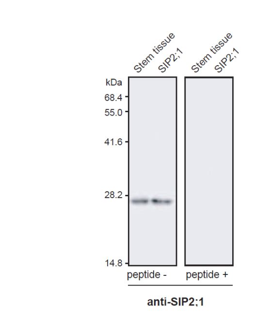 Anti Arabidopsis thaliana Aquaporin (AtSIP2,1) pAb (Rabbit)