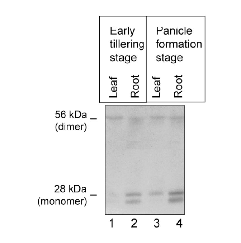 Anti Rice Aquaporin OsPIP1,3 pAb (Rabbit)