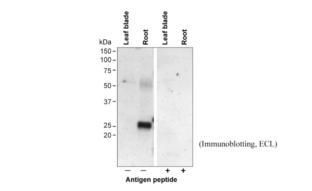 Anti Rice Aquaporin OsPIP2,3 pAb (Rabbit)