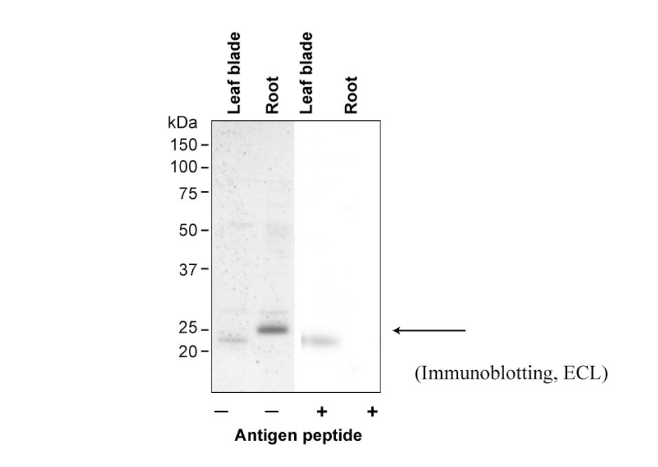 Anti Rice Aquaporin OsTIP2,1 pAb (Rabbit)