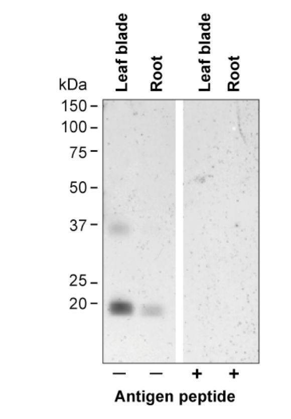 Anti Rice Aquaporin OsTIP2,2-N pAb (Rabbit)