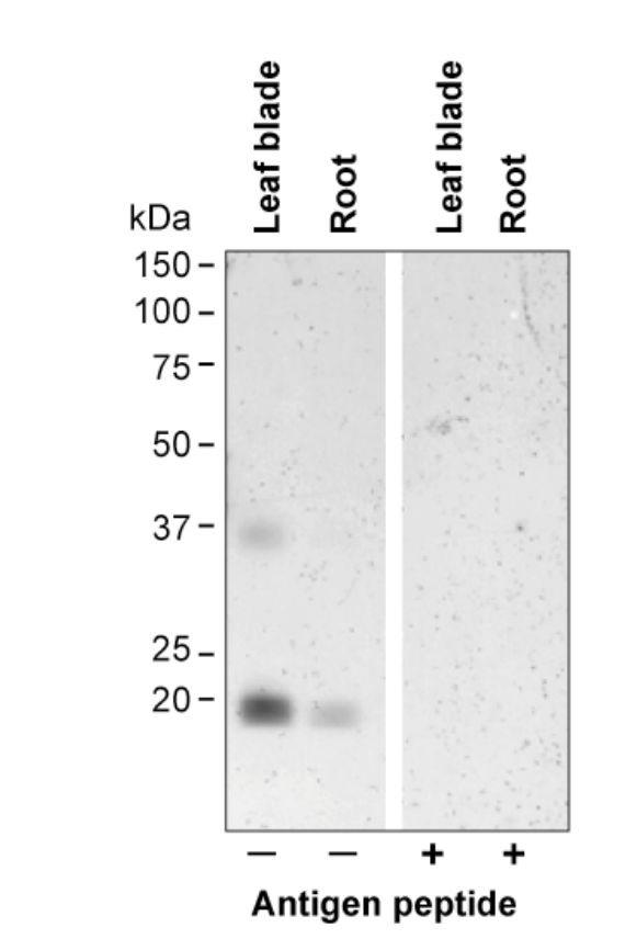 Anti Rice Aquaporin OsTIP2,2-C pAb (Rabbit)