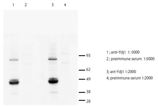 Anti Ydj1(Dnaj) pAb (Rabbit)