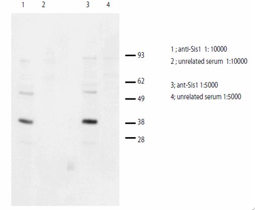 Anti Sis1(Dnaj) pAb (Rabbit)