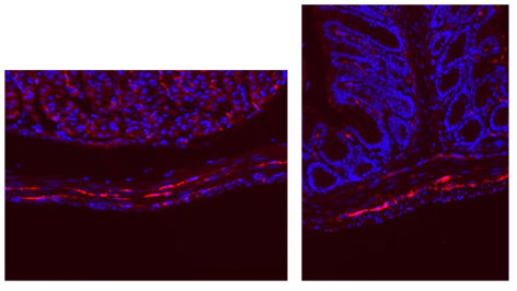 Anti ICC (Cajal) mAb (Rat)