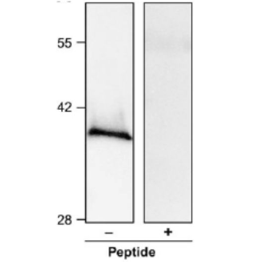 Anti Arabidopsis thaliana Plasma-Membrane Associated Cation-binding protein AtPCaP1 pAb (Rabbit)