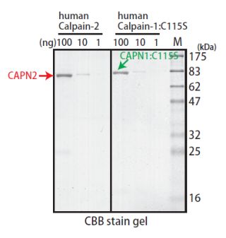 Anti Calpain (CAPN1, 2, 3, 8) mAb (Clone 1D10A7)