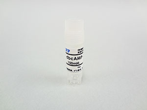 dbcAMP Concentrated Solution-100X