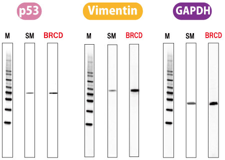 Blocking Reagent for ELISA (Chemically Defined)