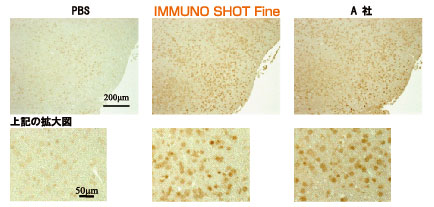 IMMUNO SHOT Immunostaining, Fine