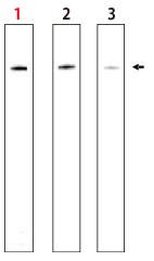 IMMUNO SHOT (Platinum)